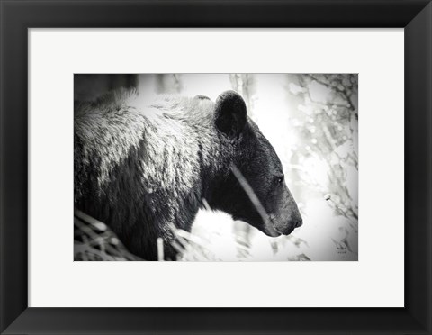Framed Bear Emerging Print