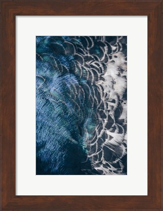 Framed Peacock Study II Print
