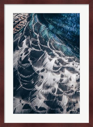 Framed Peacock Study I Print