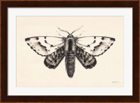 Framed Moth IV Print