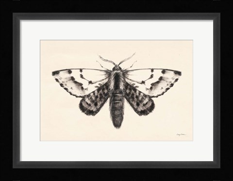 Framed Moth IV Print