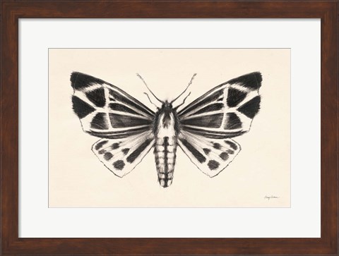 Framed Moth III Print