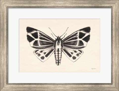 Framed Moth III Print