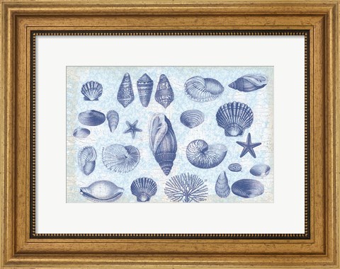 Framed Casual Coastal Shells Print