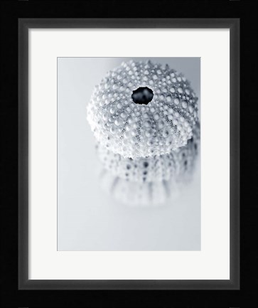 Framed Urchins Print