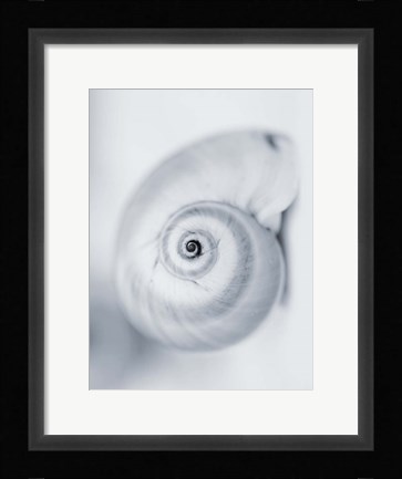 Framed Moon Snail Print