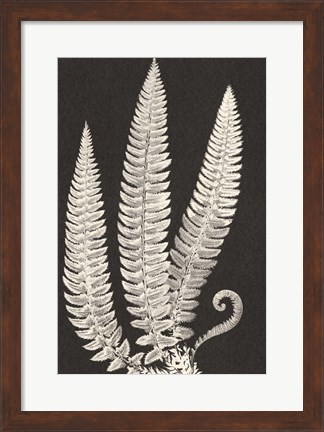 Framed Vintage Ferns Print