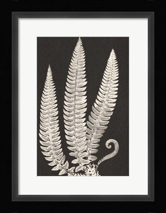 Framed Vintage Ferns Print