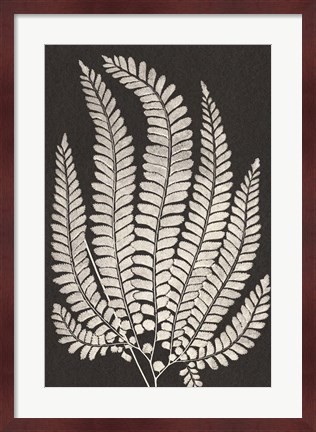 Framed Vintage Ferns II Print