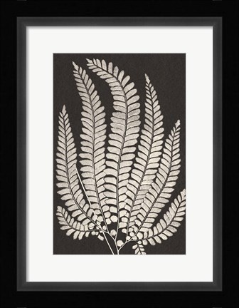 Framed Vintage Ferns II Print