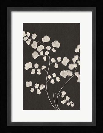 Framed Vintage Ferns III Print