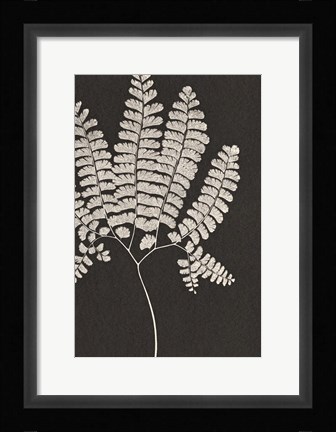 Framed Vintage Ferns IV Print