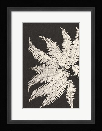 Framed Vintage Ferns V Print