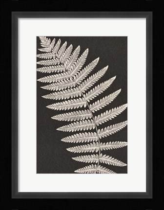 Framed Vintage Ferns VI Print