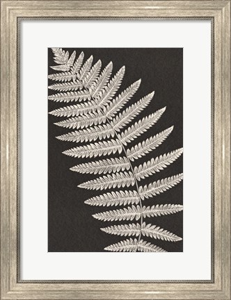 Framed Vintage Ferns VI Print