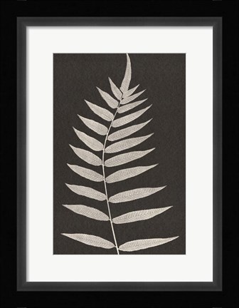 Framed Vintage Ferns VIII Print