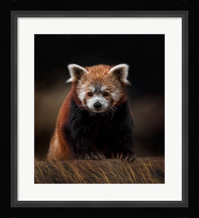 Framed Explorer Print