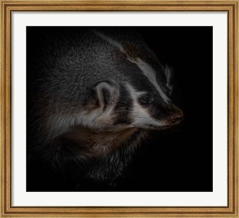 Framed Sir Badger Print