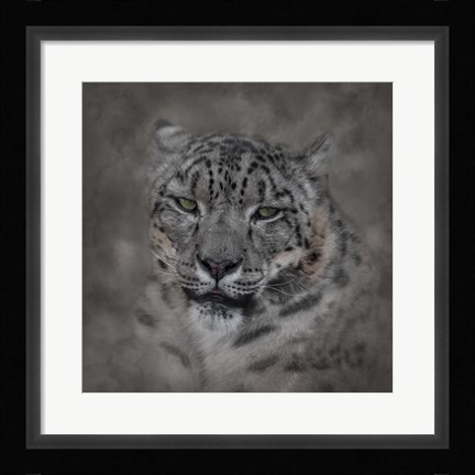 Framed Cold Stare Print