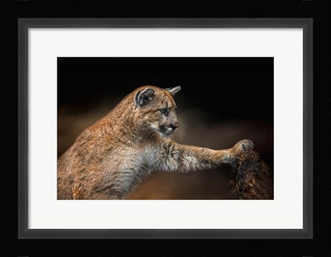 Framed Attentive Observer Print