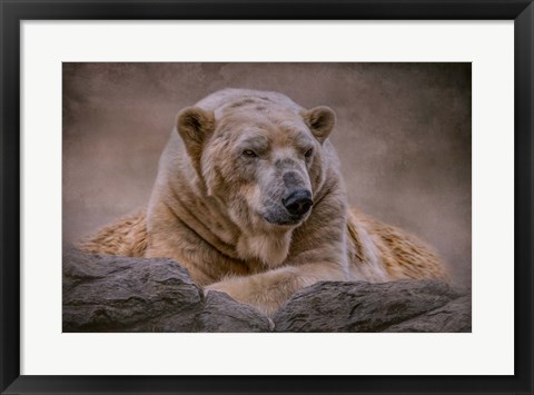 Framed Bear&#39;s Life Print