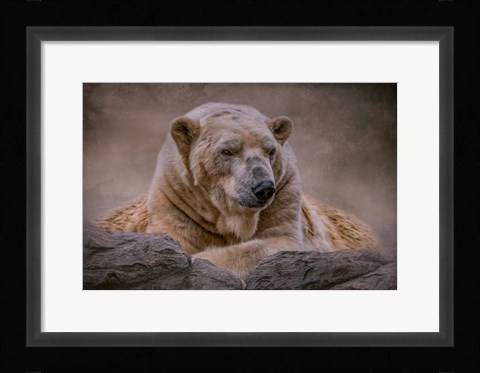 Framed Bear's Life Print