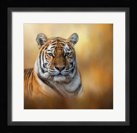 Framed Tiger Queen Print