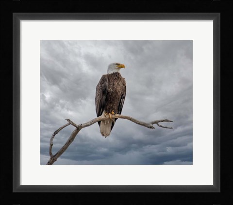 Framed Above It All Print