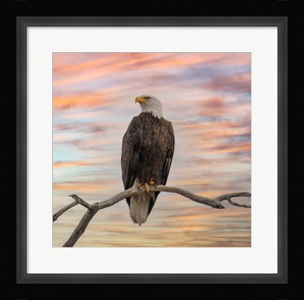 Framed Sky Hunter Print