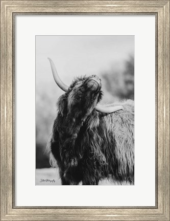 Framed Itchy Cow I Print