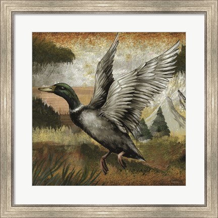 Framed Mallard Duck Print