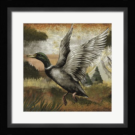 Framed Mallard Duck Print