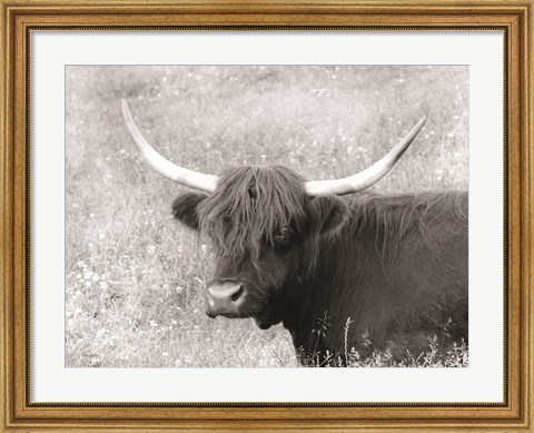Framed Highland Cow in Spring Print