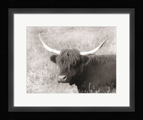 Framed Highland Cow in Spring Print