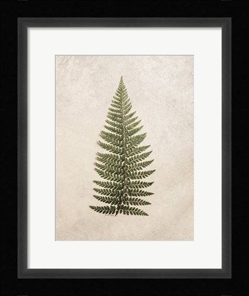 Framed Vintage Fern II Print