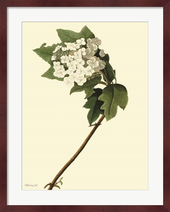 Framed Vintage Flower Bloom Print