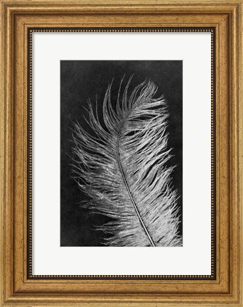 Framed Feather 3 Dark Print