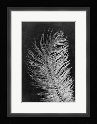 Framed Feather 3 Dark Print