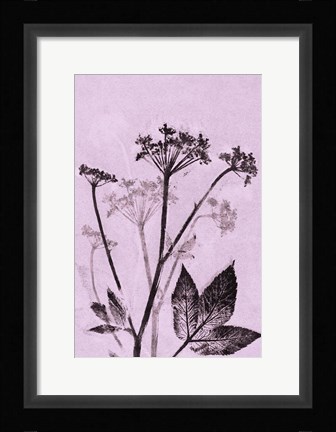 Framed Ground Elder Violet Print