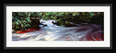 Framed Bird River, Tasmania, Australia Print