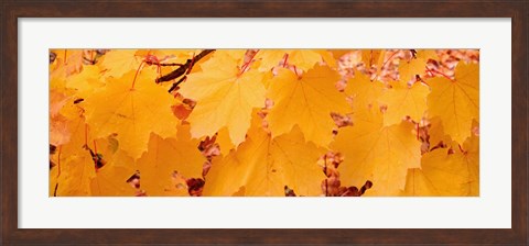 Framed Close-up of Maple Leaves on a tree Print
