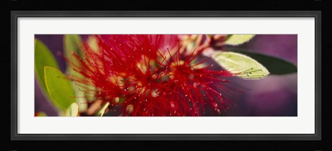 Framed Bottlebrush flower, Sacramento Print