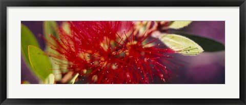 Framed Bottlebrush flower, Sacramento Print