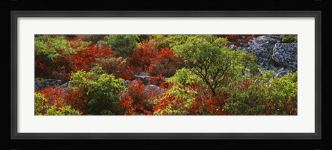 Framed Trees in the forest, West Virginia Print