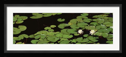 Framed High angle view of Water Lilies Print
