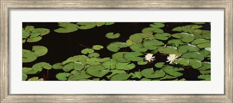 Framed High angle view of Water Lilies Print