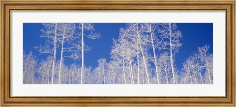 Framed Low angle view of American aspen trees in the forest Print