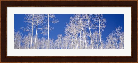 Framed Low angle view of American aspen trees in the forest Print