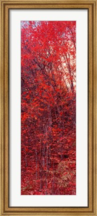 Framed Trees, Big Tooth Maples, West Fork Of Oak Creek, Arizona Print