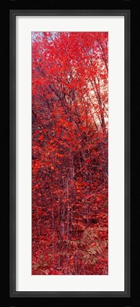 Framed Trees, Big Tooth Maples, West Fork Of Oak Creek, Arizona Print